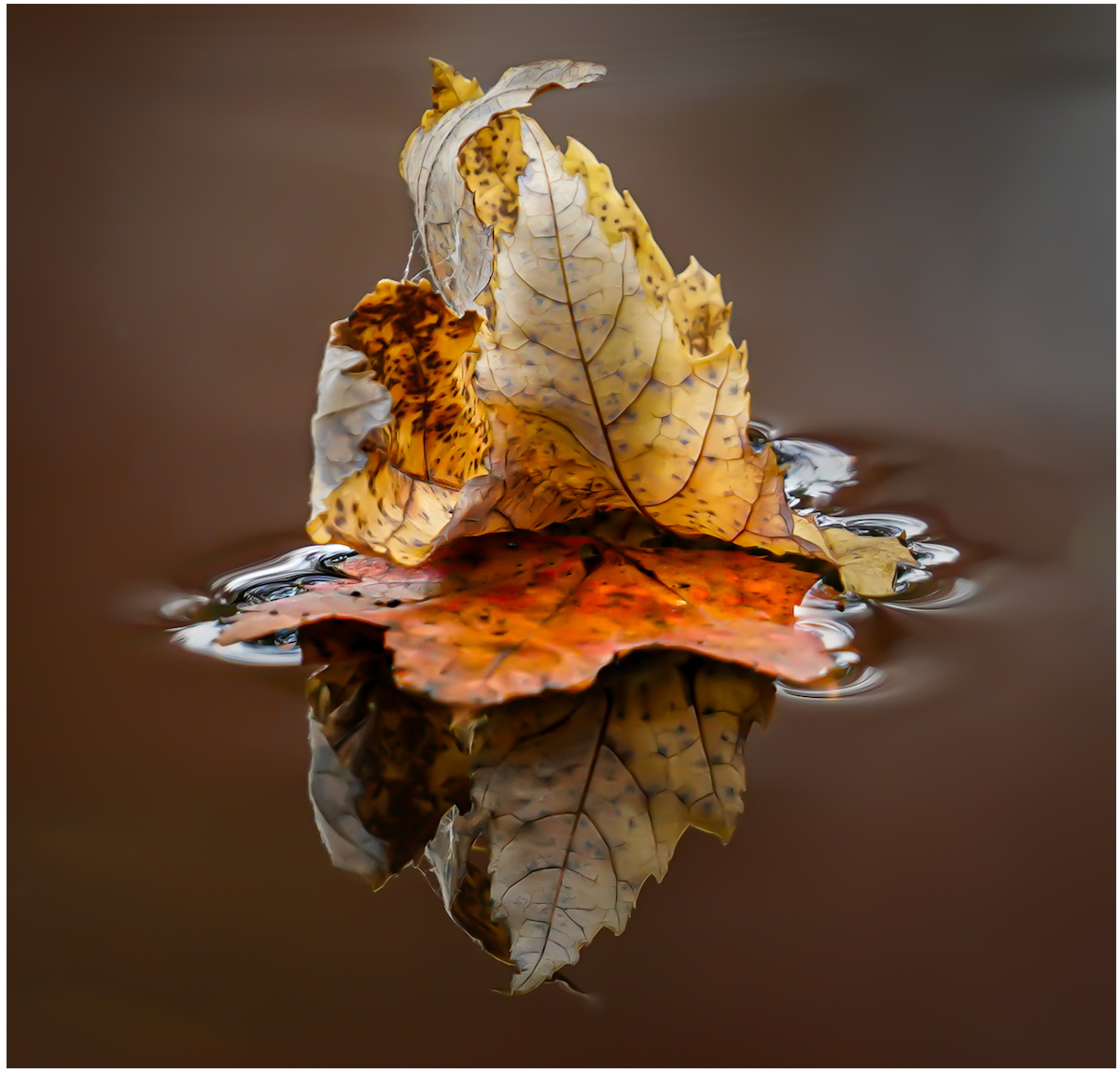 December 2021-Nature-Andrew Tuttle-Fall Reflection